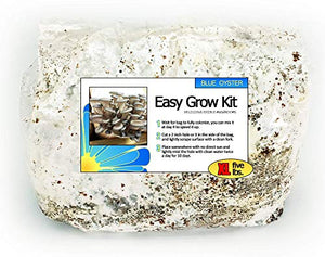 Blue Oyster Easy Mushroom Grow Kit - XL 5 Pounds for Big Flushes!