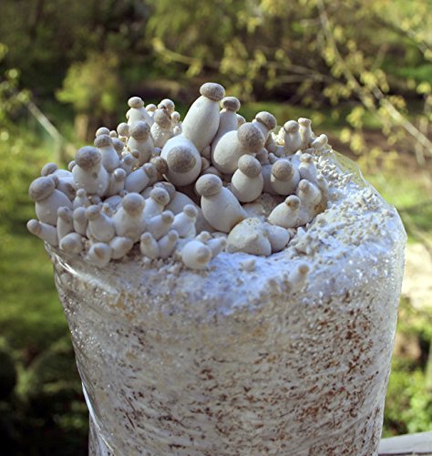 Root Mushroom Farm—King Oyster Mushroom / All in one Gourmet Mushroom Growing kit