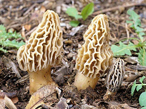 Root Mushroom Farm- Mushroom Liquid Cultures /Yellow Morel(Morchella esculenta)