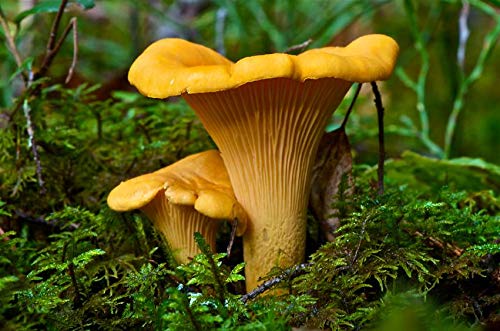 CEMEHA SEEDS Mushrooms Golden Chanterelle (Cantharellus cibarius) Mycelium Spores Spawn Dried Organic