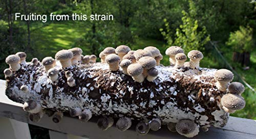 Root Mushroom Farm- 30 Kinds of Mushroom Liquid Culture Available for You to Choose /Shiitake3782(lentinula edodes)