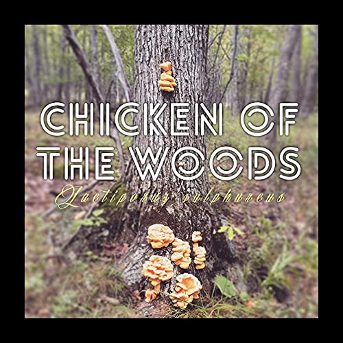 North Spore Chicken of The Woods Mushroom Plugs, 100 Count Premium Quality Mushroom Plug Spawn, Made in USA, Grow Mushrooms on Logs, Easy to Use, Gourmet Culinary Mushrooms, Medicinal Mushrooms