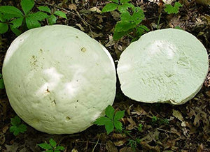 Spores Puffball Giant Mushrooms Mycelium Seeds Spawn Substrate for Planting Non GMO