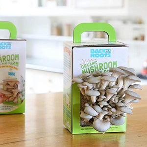 Back to the Roots Organic Mini Mushroom Grow Kit, Harvest Gourmet Oyster Mushrooms In 10 days, Top Gardening Gift, Holiday Gift, & Unique Gift