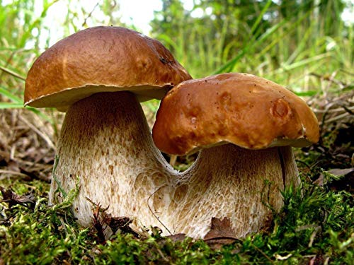 Seeds Porcini Mushroom King Bolete Mycelium Spawn Dried Spores Kit for Planting Non GMO