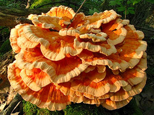 Root Mushroom Farm- 30 Mushroom Liquid Cultures / Chicken of The Woods(Laetiporus sulphureus)