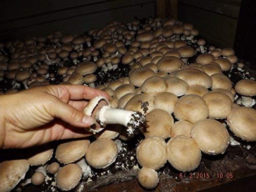 Crimini ~ Portabella ~ Baby Bella Mushroom Growing Kit - Easy to Grow Your own Fresh Mushrooms!