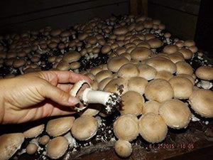 Crimini ~ Portabella ~ Baby Bella Mushroom Growing Kit - Easy to Grow Your own Fresh Mushrooms!