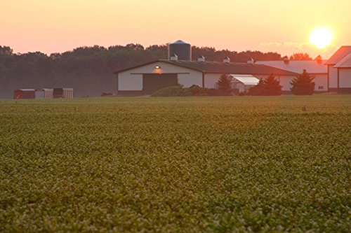 Standard Process Calcium Lactate Powder - Immune Support and Bone Strength - Bone Health and Muscle Supplement with Magnesium and Calcium - 12 Ounces