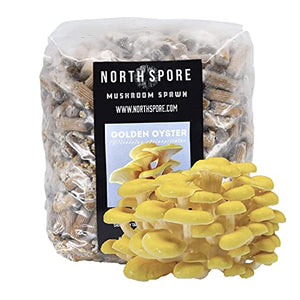 North Spore Golden Oyster Mushroom Plugs, 500 Count Premium Quality Mushroom Plug Spawn, Made in USA, Grow Mushrooms on Logs, Easy to Use, Gourmet Culinary Mushrooms, Medicinal Mushrooms