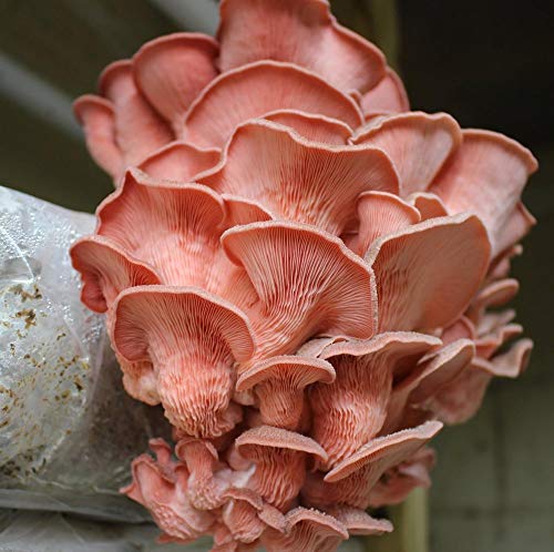 100 Pink Oyster Mushroom Spawn Plugs/Dowels to Inoculate Logs or Stumps to Grow Gourmet and Medicinal Mushrooms - Grown Your Own Mushrooms for Years to Come - Makes a Perfect Gift or a Project