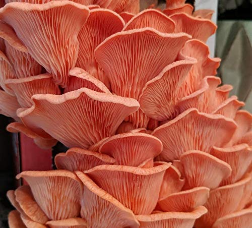 100 Pink Oyster Mushroom Spawn Plugs to Grow Gourmet Mushrooms at Home on Logs or Stumps. Logs Will Produce Mushrooms for Many Years to Come.