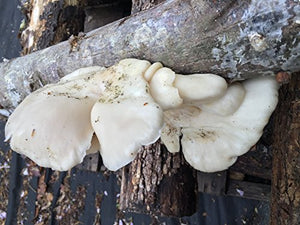 12" Oyster Mushrooms Mushroom Log DIY Ready to Grow Your Own