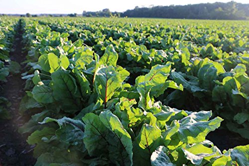 Standard Process Spleen Desiccated - Whole Food Immune Support, Spleen and Healthy Blood - Gluten Free - 90 Tablets