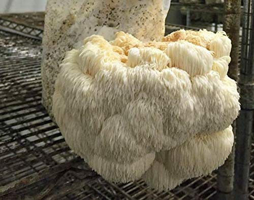 Mushroom Man LLC, Lion's Mane Mushroom Kit