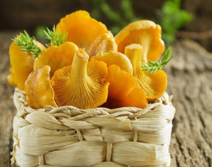 CEMEHA SEEDS Mushrooms Golden Chanterelle (Cantharellus cibarius) Mycelium Spores Spawn Dried Organic