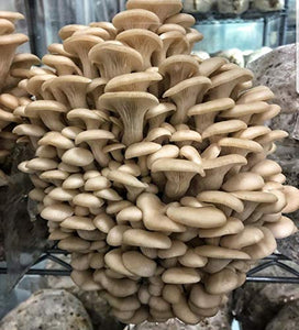 100 Grams of Pearl Oyster Mushroom Spawn Mycelium to Grow Gourmet Mushrooms at Home or commercially - G1 or G2 Spawn