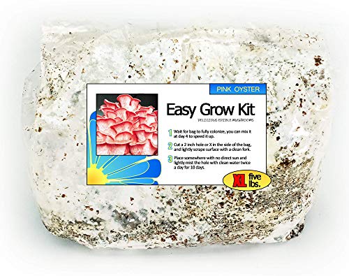 Pink Oyster Mushroom Easy Garden Grow Kit - XL 5 Pound Ready-to-Fruit