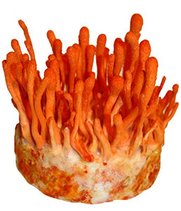 Root Mushroom Farm—Cordyceps Militaris, All in one Mushroom Growing kit (2)-New Launched
