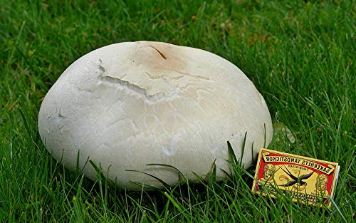 Spores Puffball Giant Mushrooms Mycelium Seeds Spawn Substrate for Planting Non GMO