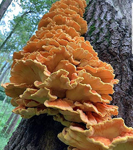 100 Grams/4 oz of Chicken of The Woods Mushroom Spawn Mycelium to Grow Gourmet and Medicinal Mushrooms at Home or commercially - Use to Grow on Straw or Sawdust Blocks - G1 or G2 Spawn