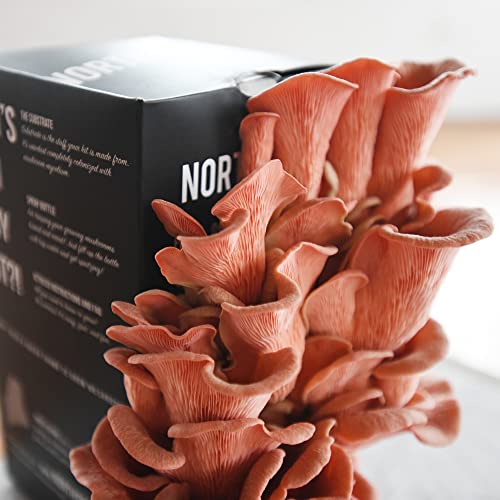 North Spore | Pink Oyster Mushroom Grow Kit | Easy to Use, Harvest Your Own Gourmet Mushrooms at Home | Kit Contains a Sawdust Block Colonized with Vigorous Productive Pink Oyster Mushroom Mycelium