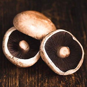 Dried Mushroom Seeds - 1 oz of Portobello Mushroom Spawn Mycelium to Grow Gourmet and Medicinal Mushrooms at Home. for Outdoor Use Only!!!