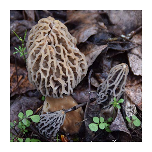 Backyard Morel Mushroom Growing Kit - Morel Habitat Kit