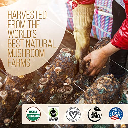 La Republica Organic Decaf Mushroom Coffee with 7 Superfood Mushrooms, Great Tasting Instant Coffee Mix Includes Lion's Mane, Reishi, Chaga, Cordyceps, Shiitake, Maitake, and Turkey Tail (Big Shot)