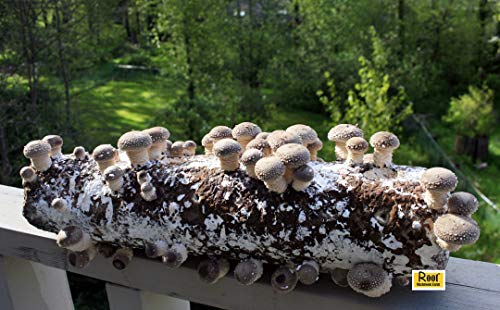 Root Mushroom Farm- Shiitake Mushroom Growing Kit-Start it Right Away Once Received