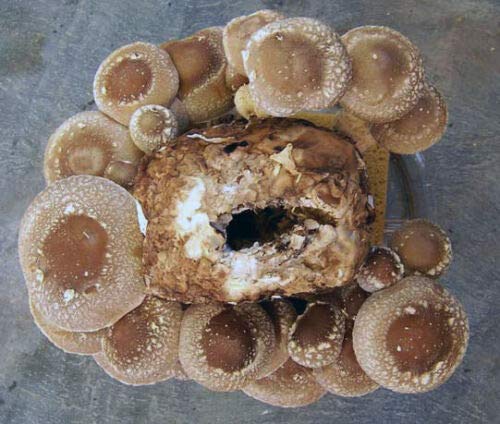 Organic Shiitake Mushroom Grow Kit