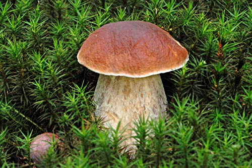 CEMEHA SEEDS Porcini Mushroom (King Boletus) Mycelium Spores Spawn Dried Organic