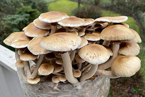 Root Mushroom Farm- Mushroom Liquid Cultures /Over 30 strains Available /Pioppino Mushroom(Agrocybe aegerita)