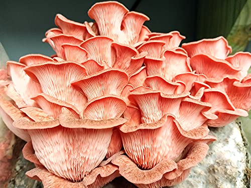 Pink Oyster Mushroom Easy Garden Grow Kit - XL 5 Pound Ready-to-Fruit