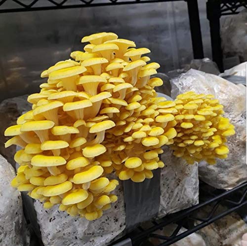 100 Golden Oyster Mushroom Spawn Plugs/Dowels to Inoculate Logs or Stumps to Grow Gourmet and Medicinal Mushrooms - Grown Your Own Mushrooms for Years to Come - Makes a Perfect Gift or a Project