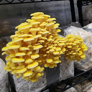 100 Grams/4 oz of Golden Oyster Mushroom Spawn Mycelium to Grow Gourmet and Medicinal Mushrooms at Home or commercially - Use to Grow on Straw or Sawdust Blocks - G1 or G2 Spawn