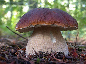 Seeds4planting - Spores Porcini Mushrooms Boletus Mycelium Seeds Non GMO