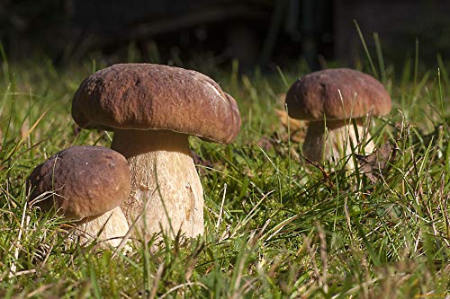 CEMEHA SEEDS Porcini Mushroom (King Boletus) Mycelium Spores Spawn Dried Organic