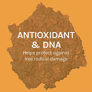 Host Defense, Chaga Capsules, Antioxidant and DNA Support, Daily Mushroom Supplement, Vegan, Organic, 60 Capsules (30 Servings)