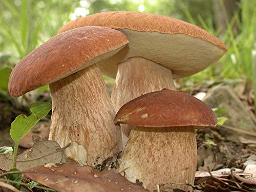 Seeds Porcini Mushroom King Bolete Mycelium Spawn Dried Spores Kit for Planting Non GMO