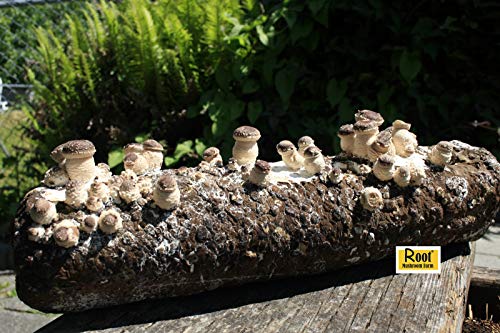 Root Mushroom Farm- Shiitake Mushroom Growing Kit-Start it Right Away Once Received