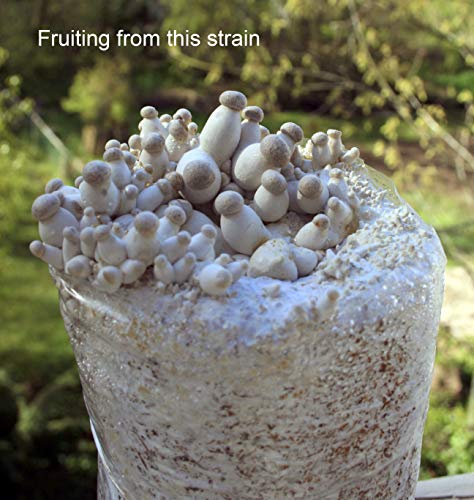 Root Mushroom Farm- 30 Mushroom Liquid Cultures /King Oyster(Pleurotus eryngii)