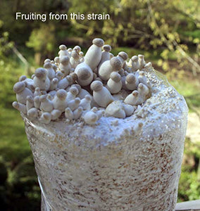 Root Mushroom Farm- 30 Mushroom Liquid Cultures /King Oyster(Pleurotus eryngii)