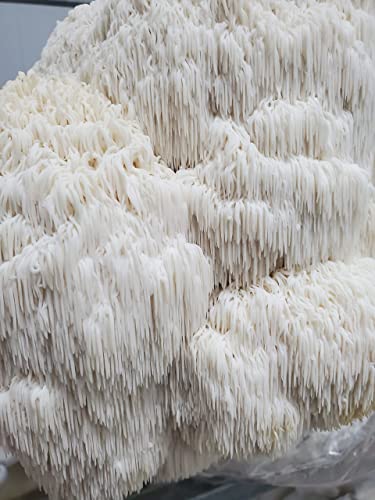 Lions Mane Mushroom DIY Grow Kit | Guarantee Success | NO Experience Needed | Perfect for First Time Growers | Extremely Delicious | Fun for Anyone