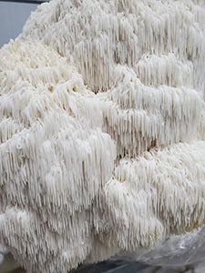 Lions Mane Mushroom DIY Grow Kit | Guarantee Success | NO Experience Needed | Perfect for First Time Growers | Extremely Delicious | Fun for Anyone