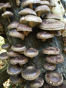 100 Shiitake Mushroom Spawn Plugs to Grow Gourmet and Medicinal Mushrooms at Home or commercially. Grow Mushrooms for Years to Come.