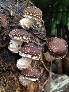 12" Mushroom Log DIY Shiitake Mushrooms Ready to Grow Your Own