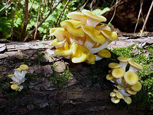 100 Golden Oyster Mushroom Spawn Plugs/Dowels to Inoculate Logs or Stumps to Grow Gourmet and Medicinal Mushrooms - Grown Your Own Mushrooms for Years to Come - Makes a Perfect Gift or a Project