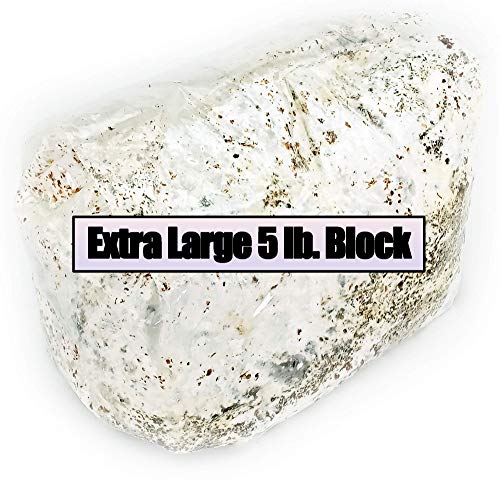 Golden Oyster Easy Grow Mushroom Kit - XL 5 Pound Ready-to-Fruit