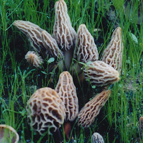 Garden Morel Mushroom Grow Kit - Morel Habitat Kit - Grow Morel Mushrooms